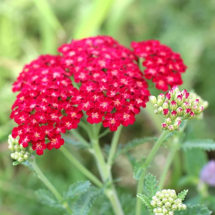 Тысячелистник обыкновенный "Флауэрбёст Ред Шейдс" - 2 изображение