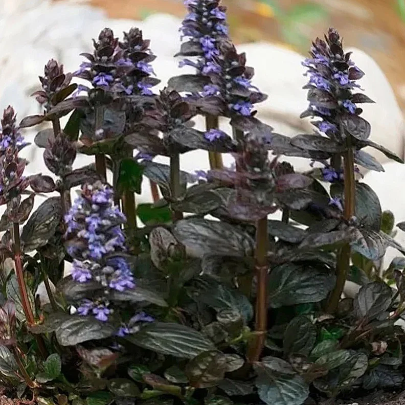 Живучка ползучая "Атропурпуреа"