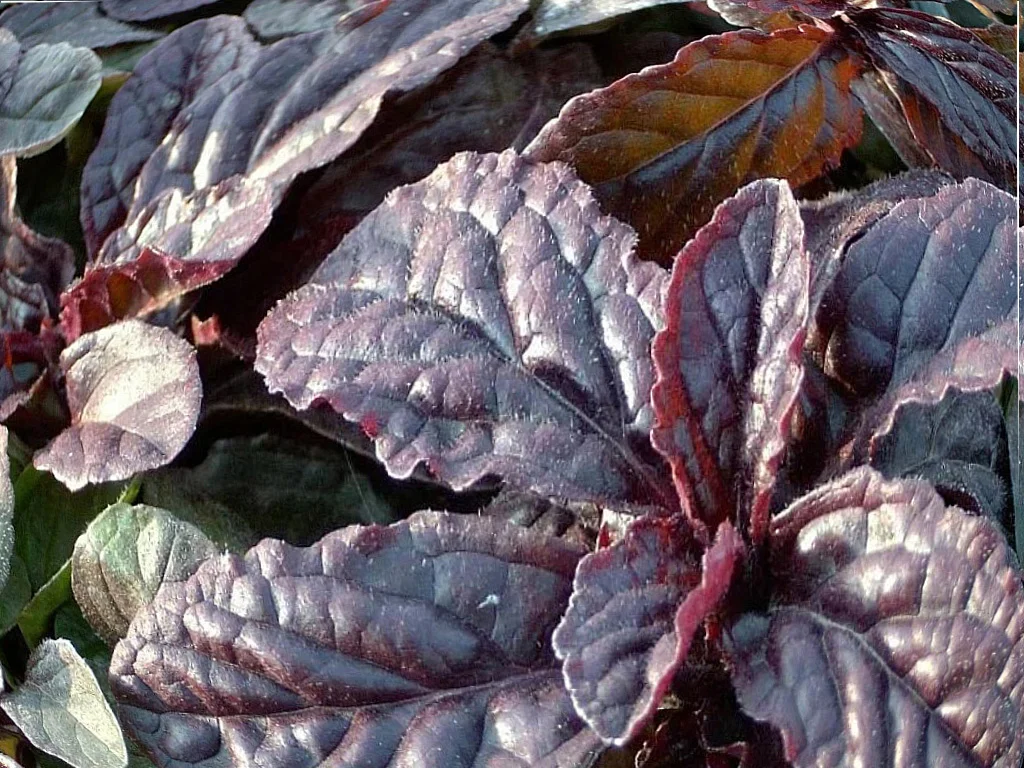 Живучка ползучая "Атропурпуреа" - 2 изображение