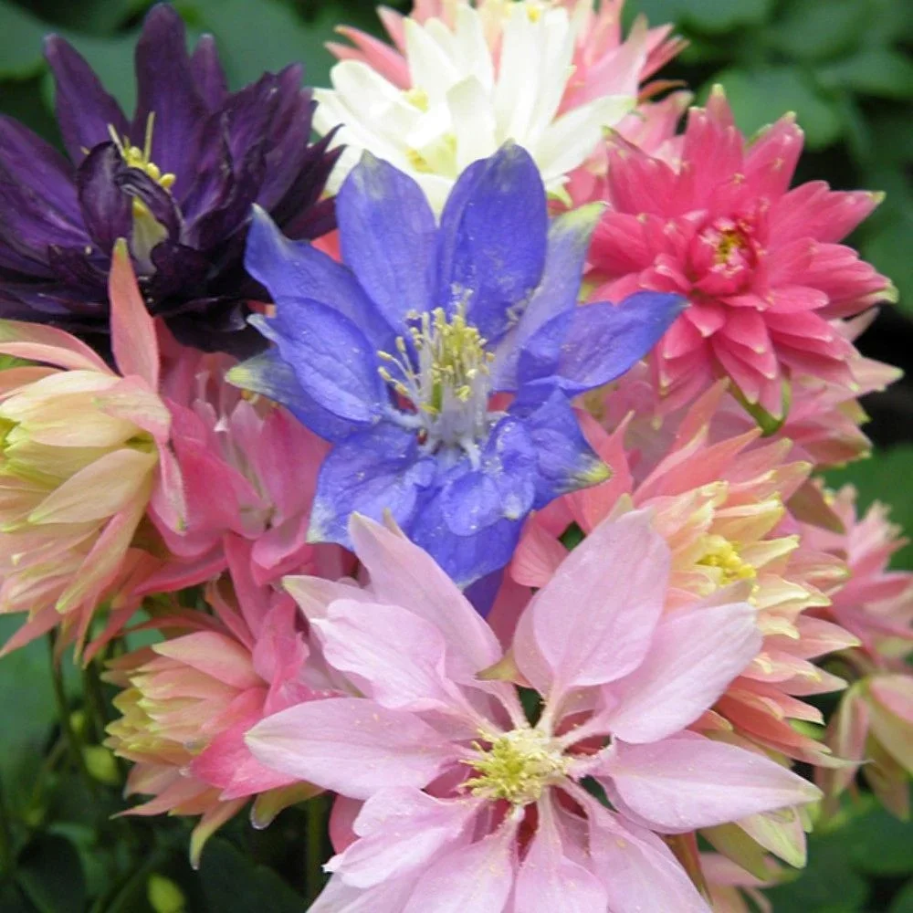 Аквилегия Климентина  Микс - 2 изображение