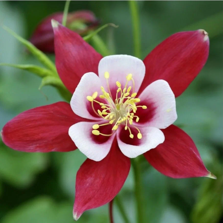 Аквилегия обыкновенная "Кримсон Стар"