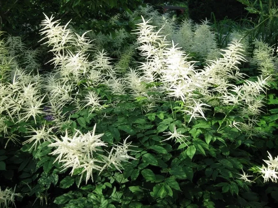 Арункус двудомный - 2 изображение