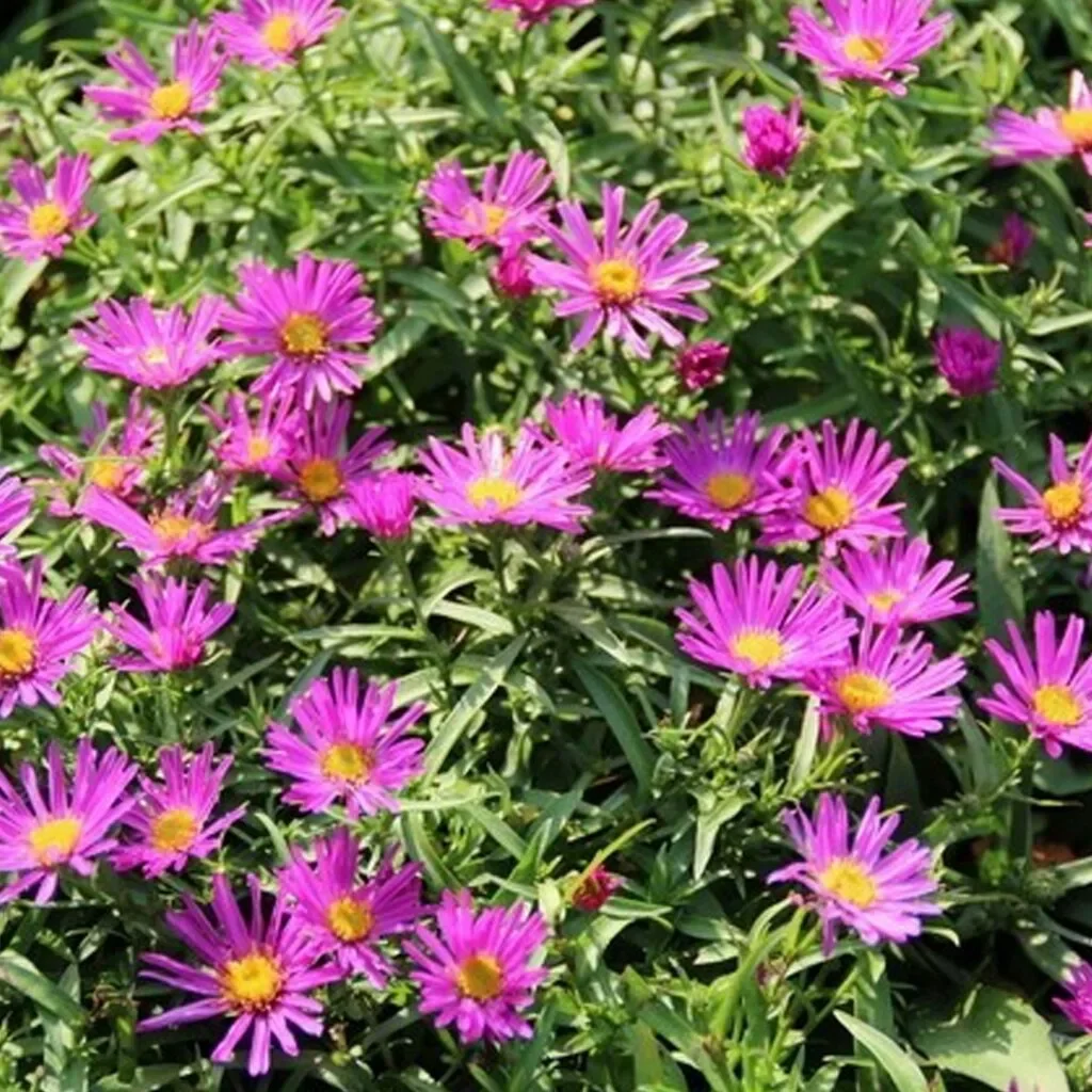 Астра кустарниковая "Элис Хэслем"