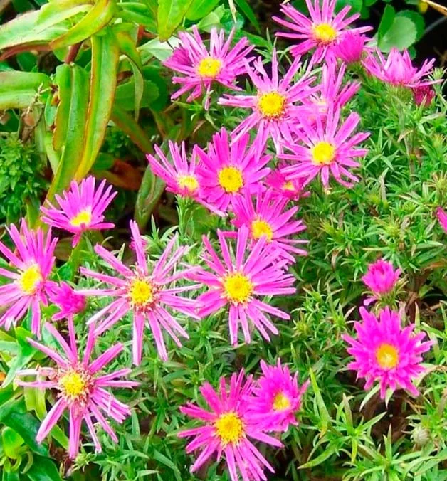 Астра кустарниковая "Элис Хэслем" - 2 изображение