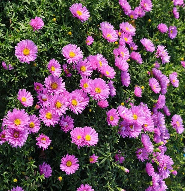 Астра кустарниковая "Розенвихтель"