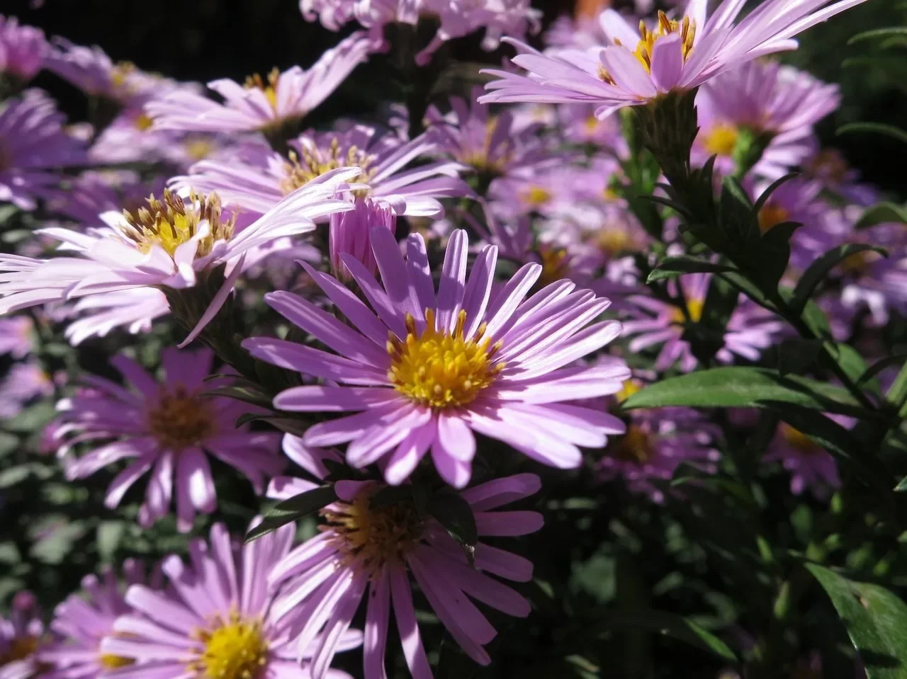 Астра кустарниковая "Розенвихтель" - 2 изображение