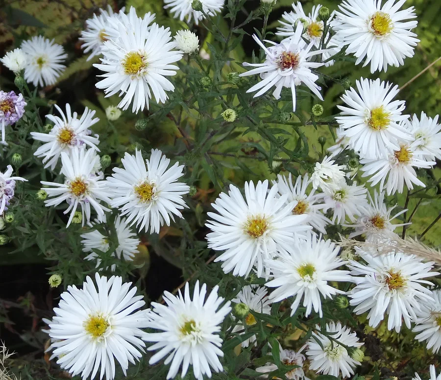 Астра кустарниковая "Сноуспрайт"