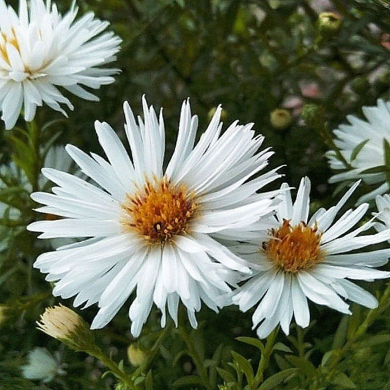 Астра кустарниковая "Сноуспрайт" - 2 изображение