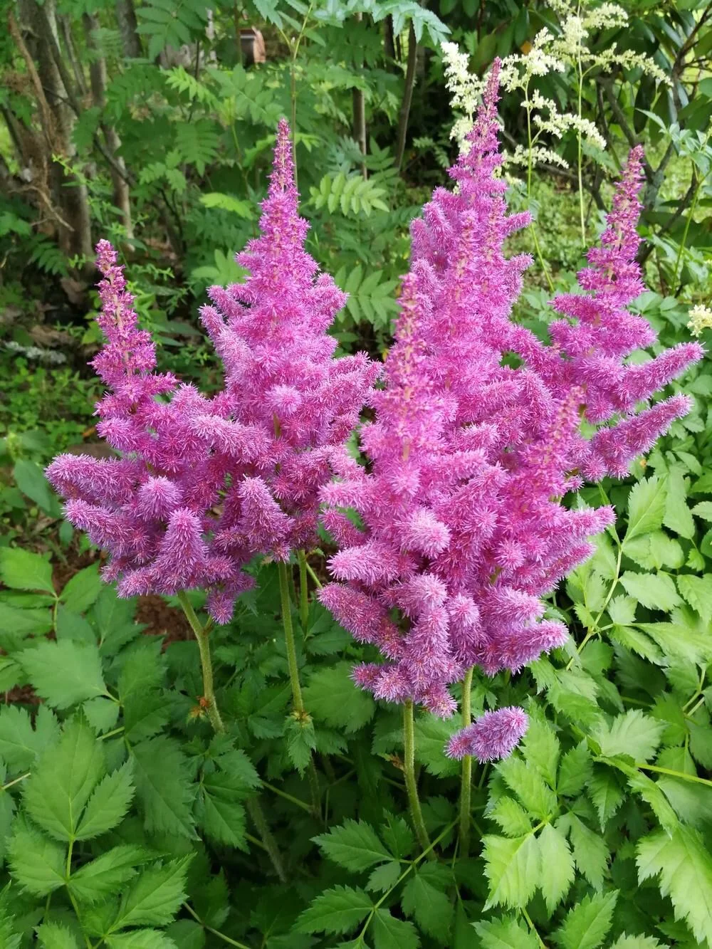 Астильба Арендса "Аметист" - 2 изображение