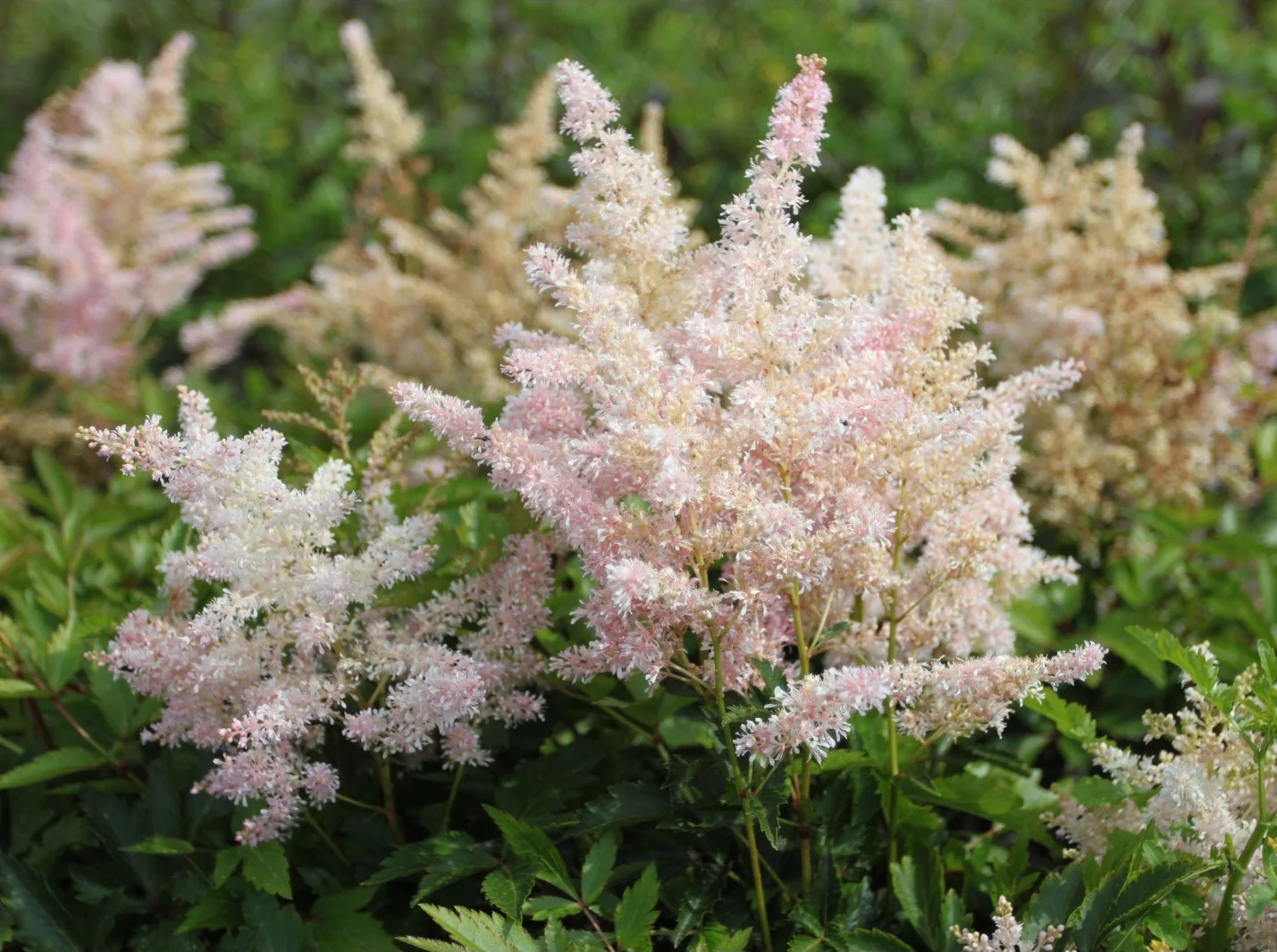 Астильба Арендса "Бумальди" - 2 изображение