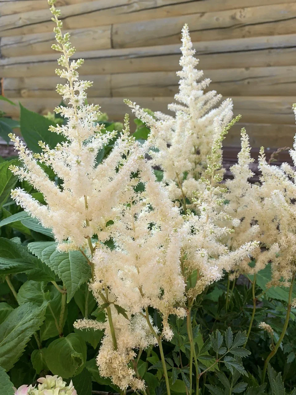 Астильба Арендса "Диамант"