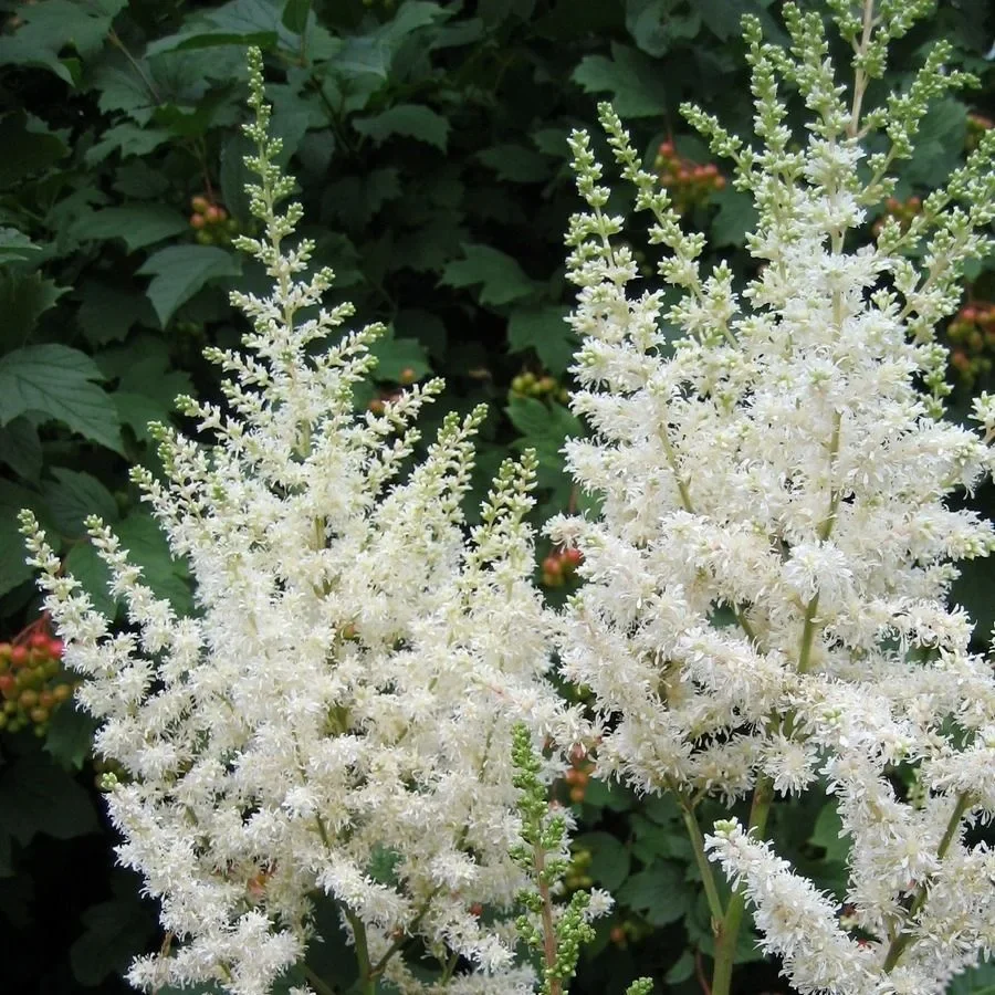 Астильба Арендса "Диамант" - 2 изображение