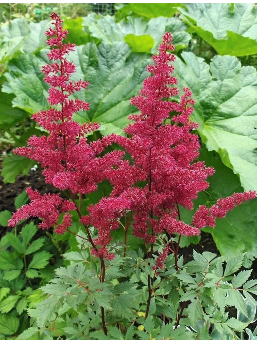 Астильба Арендса "Хэви Метал"