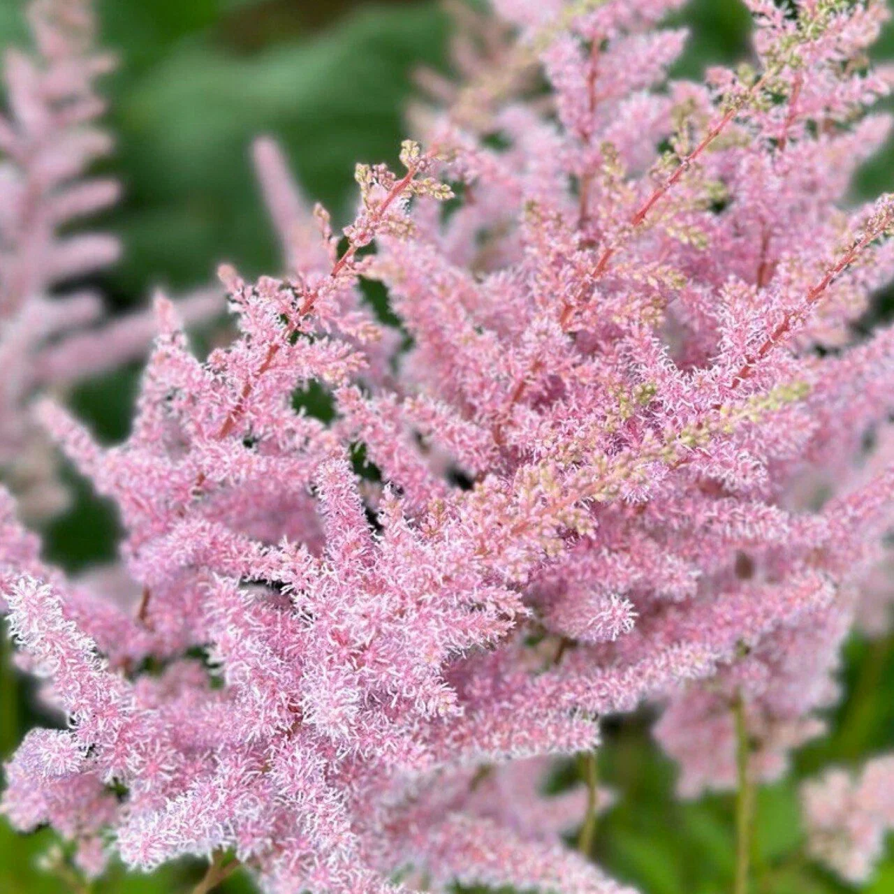 Астильба Арендса "Панк Рок"