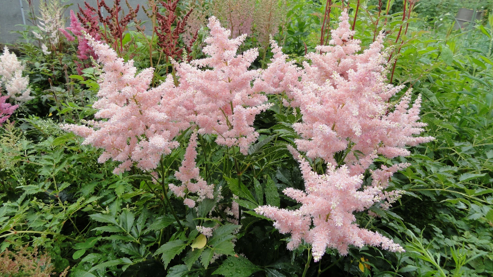 Астильба Арендса "Панк Рок" - 2 изображение