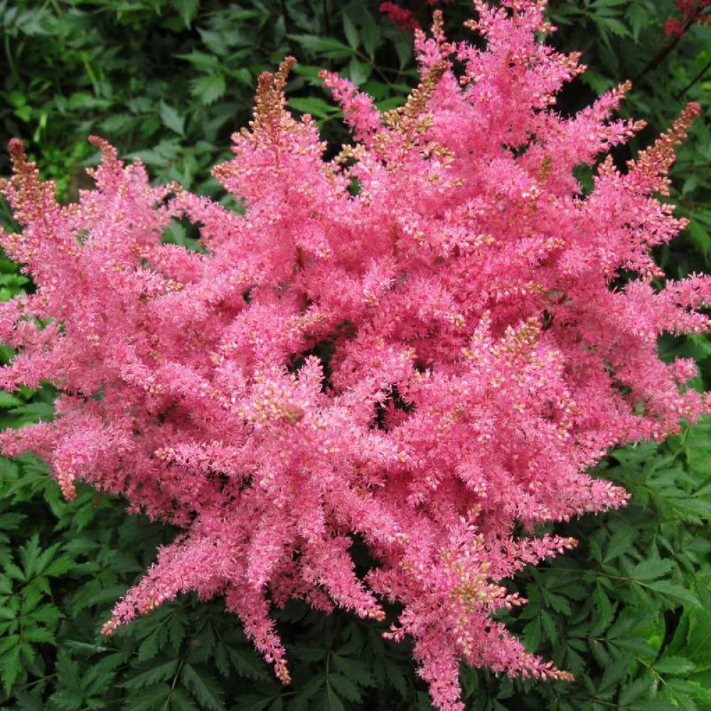 Астильба гибридная "Распберри" - 2 изображение
