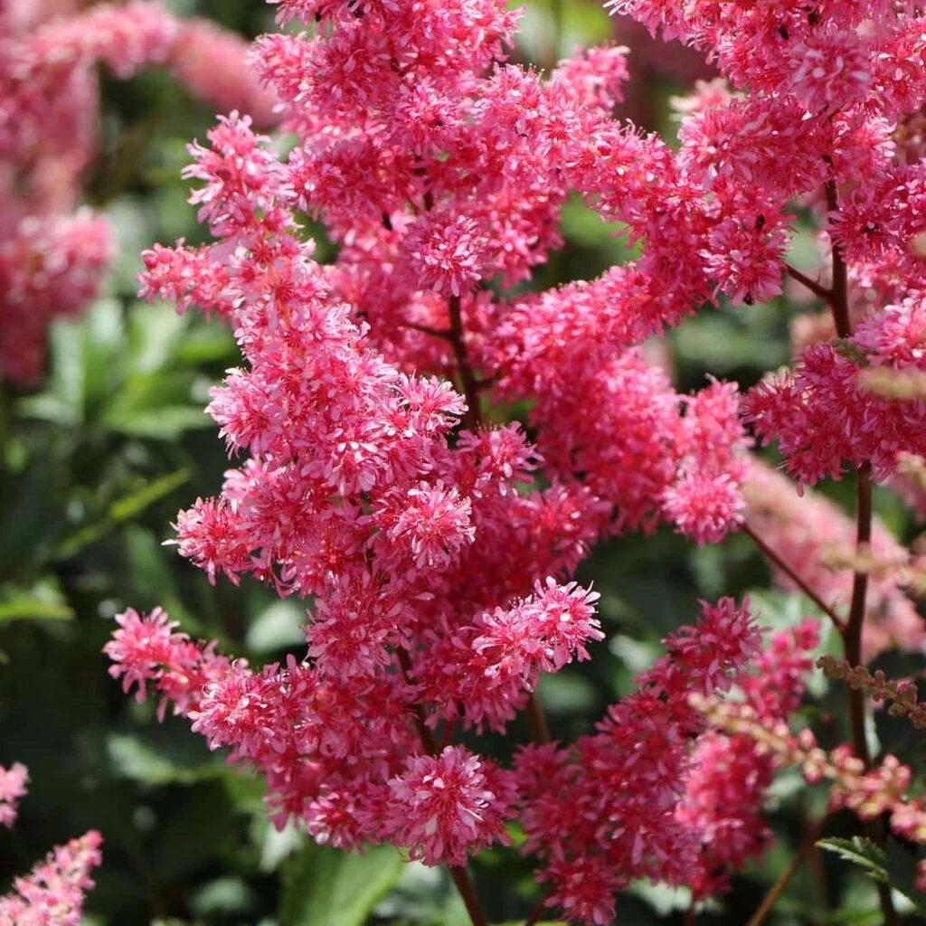 Астильба японская "Бремен"