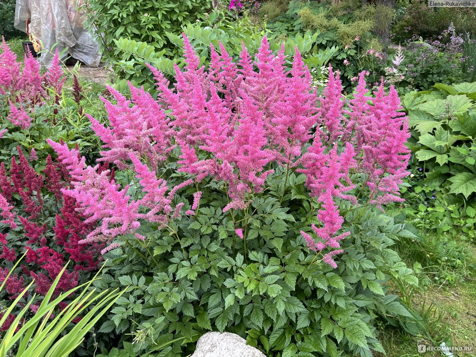Астильба японская "Бремен" - 2 изображение