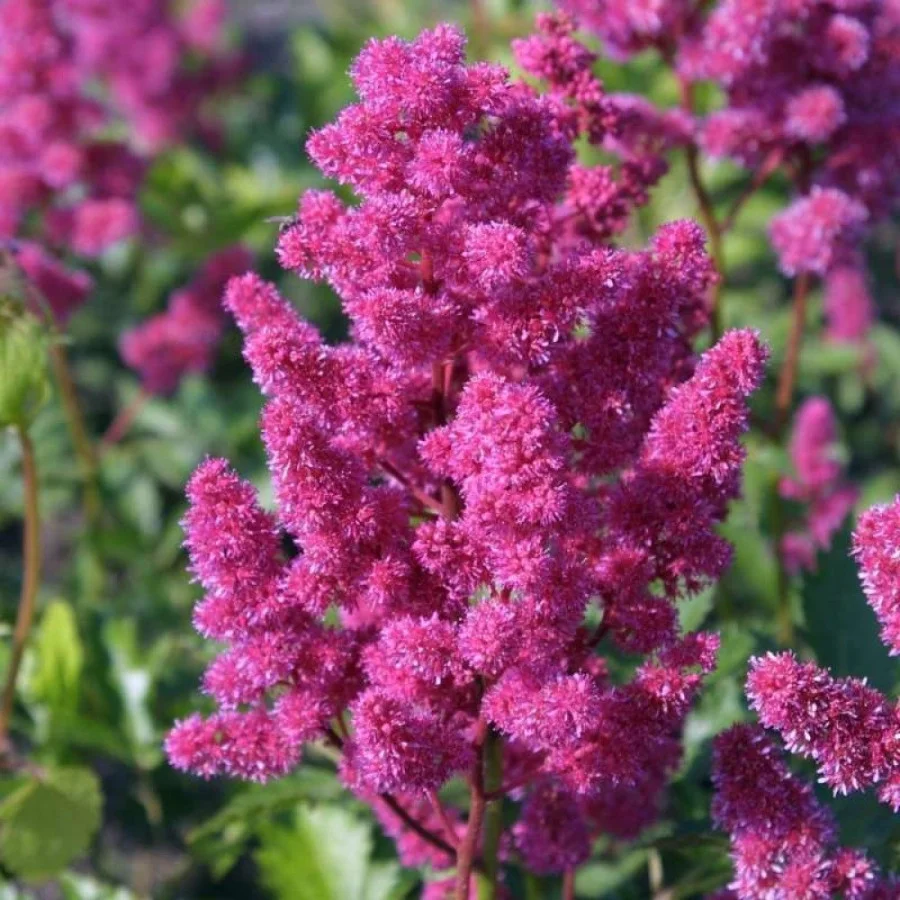 Астильба японская "Кёльн" - 2 изображение