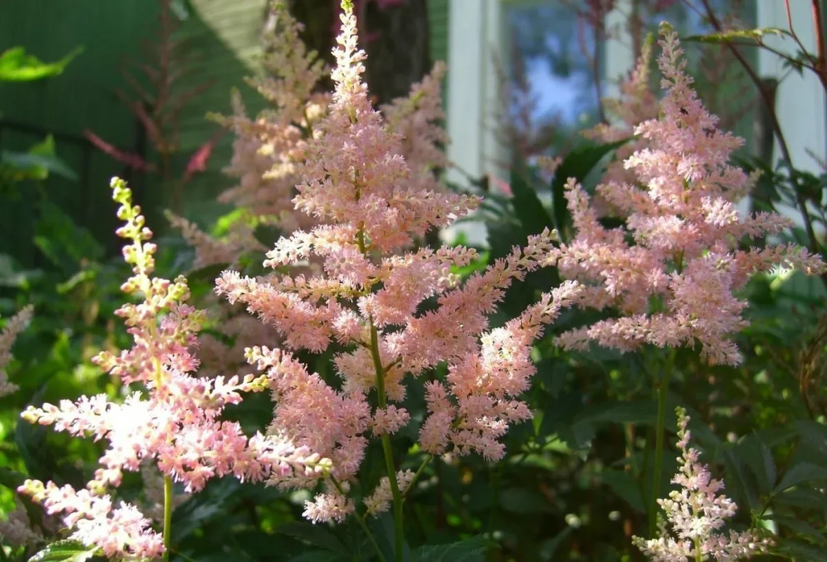 Астильба японская "Пич Блоссум" - 2 изображение