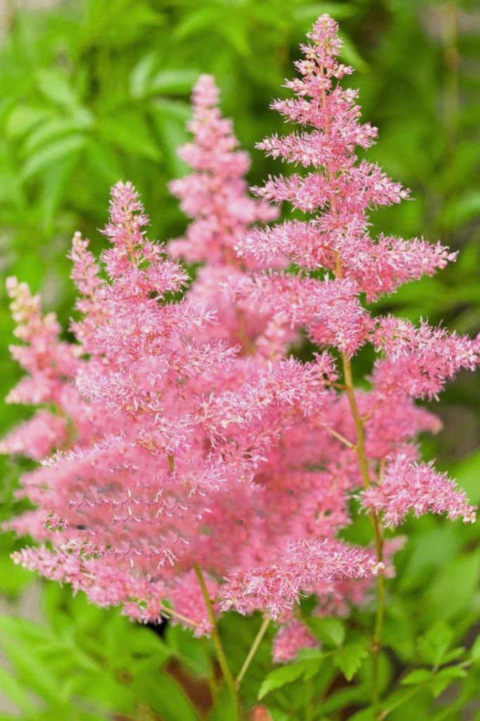 Астильба Арендса "Анита Пфайфер"