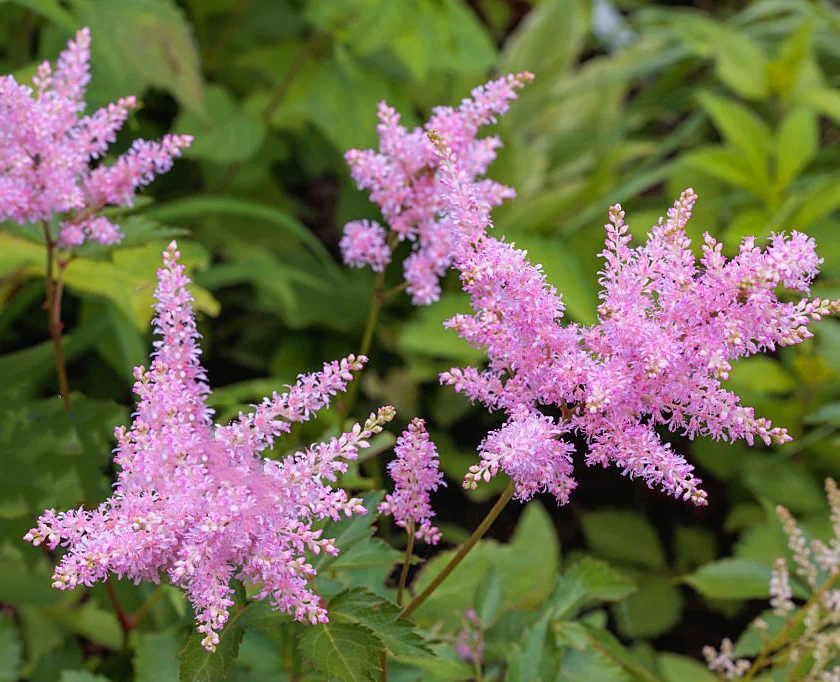 Астильба Арендса "Анита Пфайфер" - 2 изображение