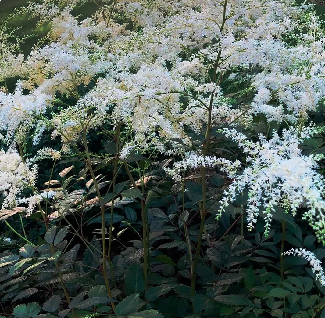 Астильба Арендса "Браутшлеер"