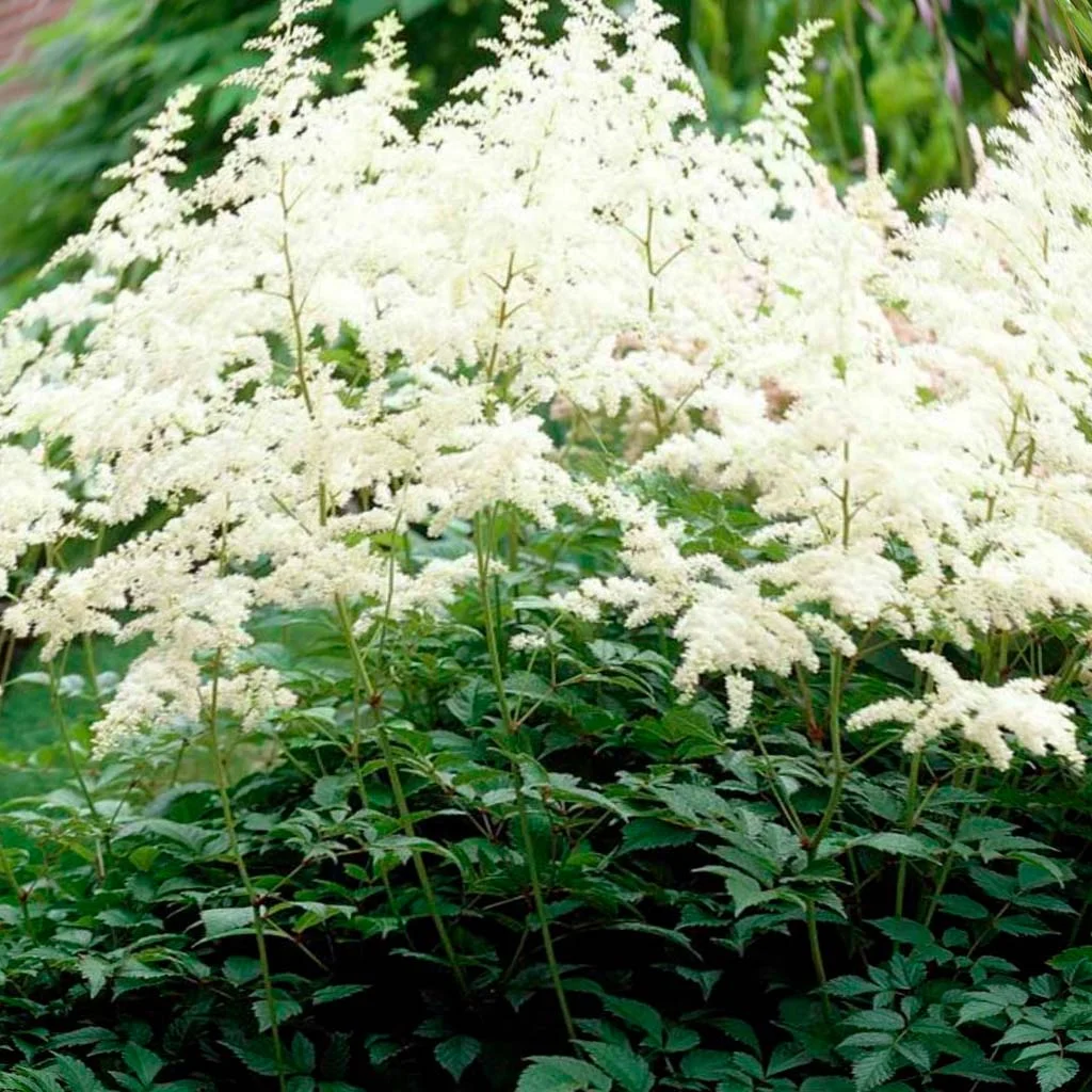 Астильба Арендса "Браутшлеер" - 2 изображение