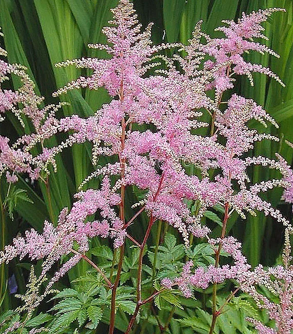 Астильба Арендса "Брессингем Бьюти"