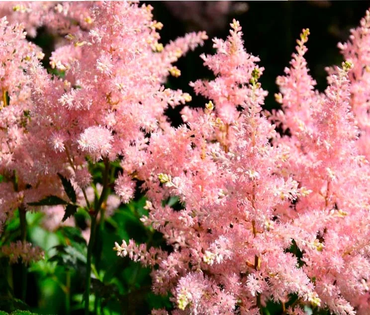 Астильба Арендса "Брессингем Бьюти" - 2 изображение