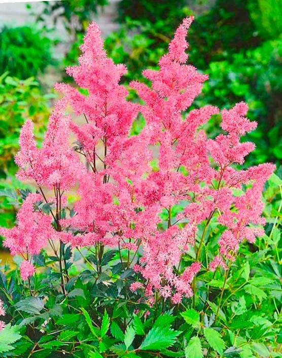 Астильба Арендса "Каттлея"