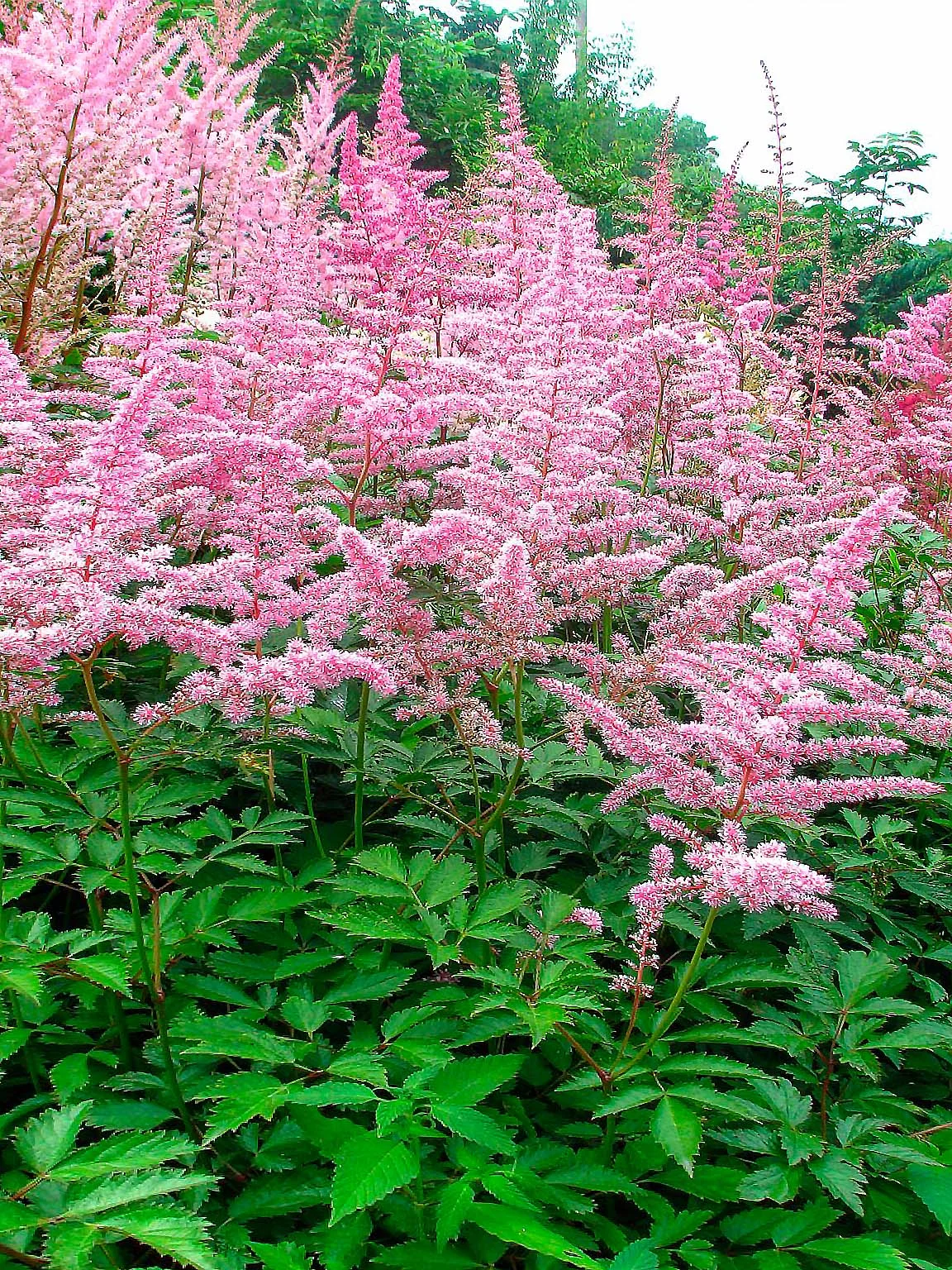 Астильба Арендса "Каттлея" - 2 изображение