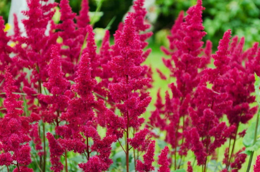 Астильба Арендса "Элс Шлук"