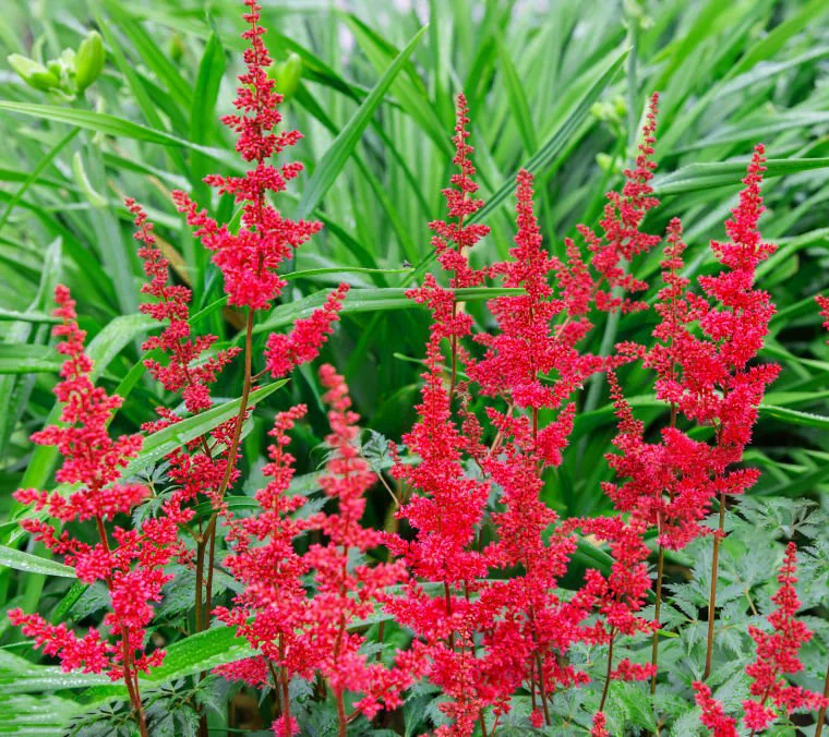 Астильба Арендса "Элс Шлук" - 2 изображение