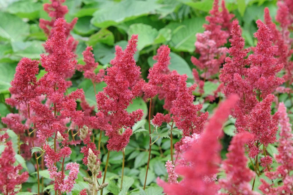 Астильба Арендса "Фанал"