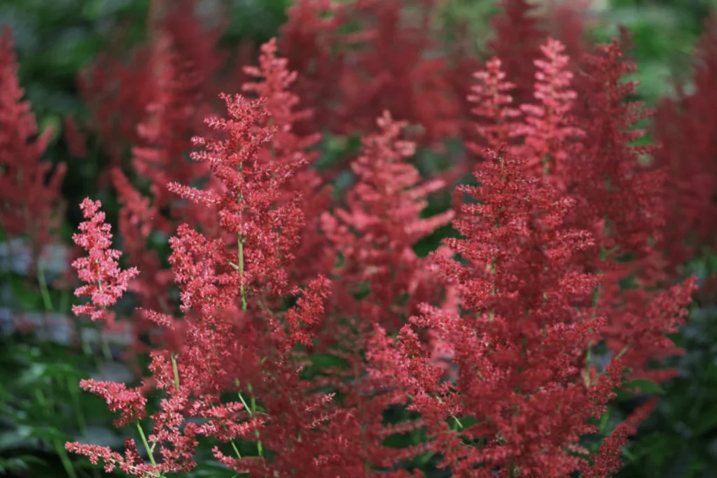 Астильба Арендса "Фанал" - 2 изображение