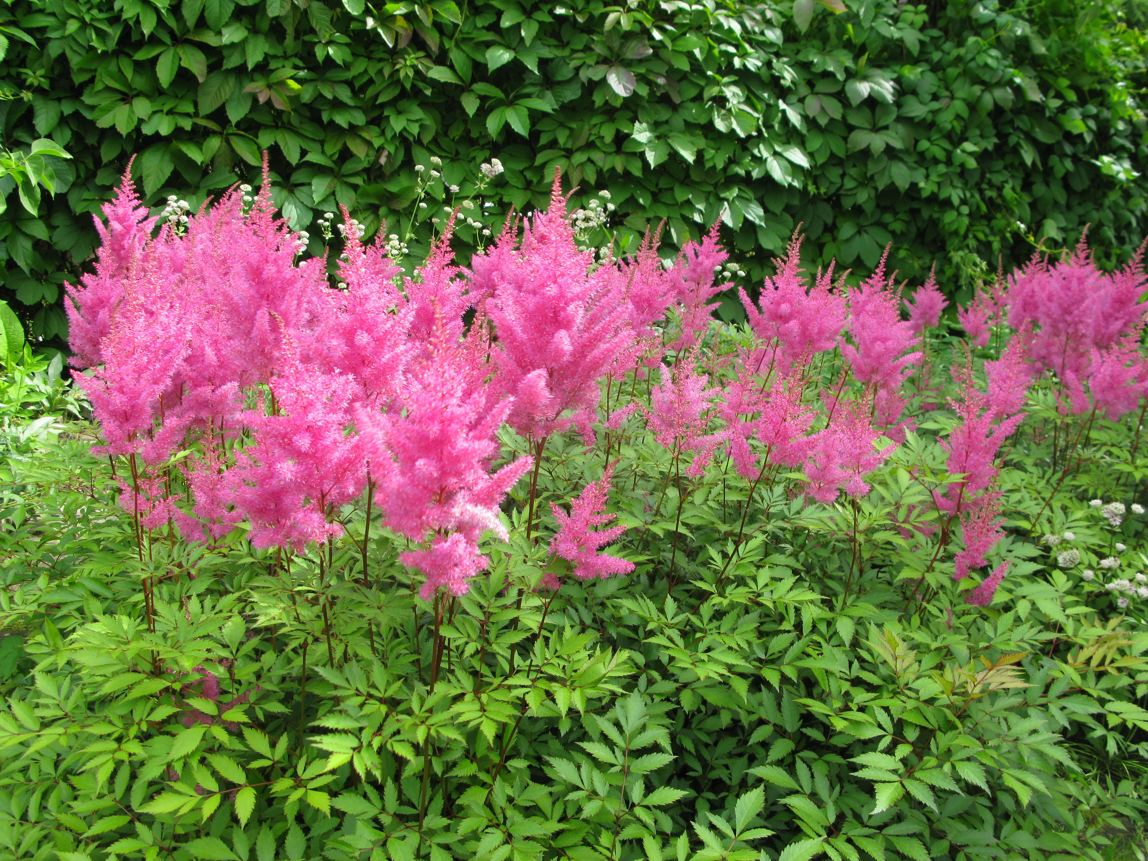 Астильба Арендса "Глория Пурпурея"