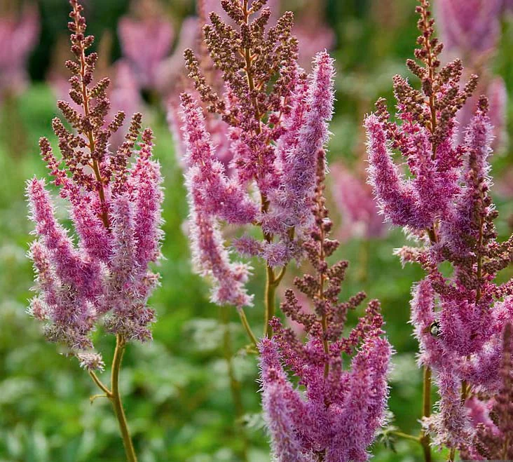 Астильба Арендса "Глория Пурпурея" - 2 изображение