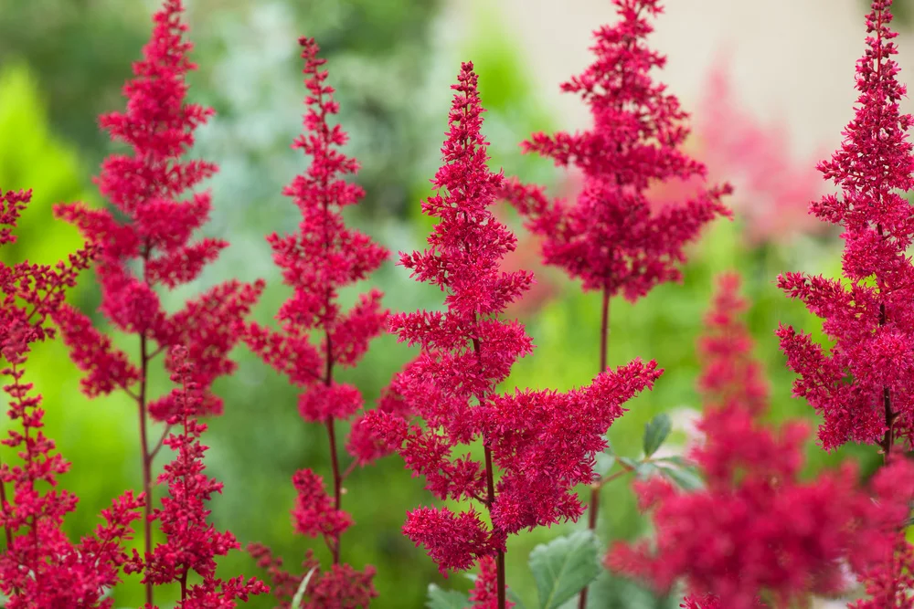 Астильба Арендса "Пауль Гарден"