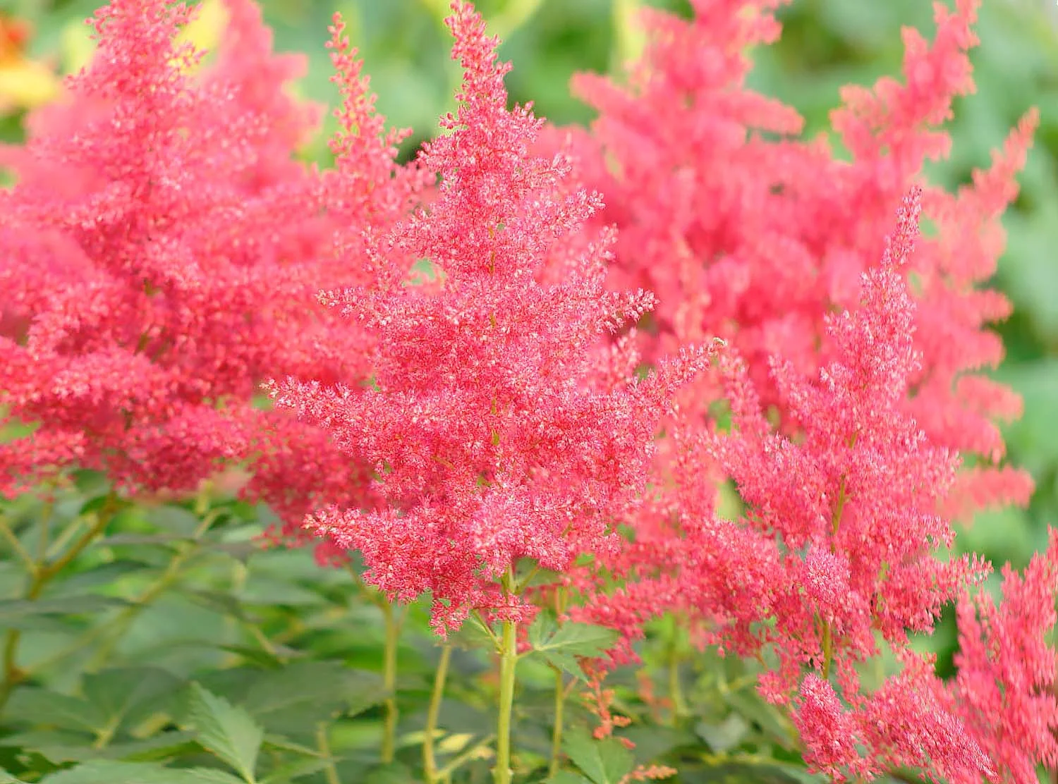 Астильба Арендса "Пауль Гарден" - 2 изображение