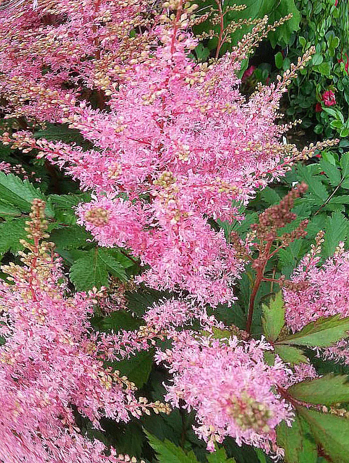 Астильба китайская "Финал"