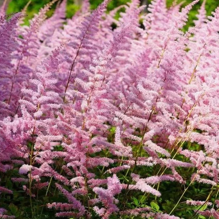 Астильба китайская "Финал" - 2 изображение