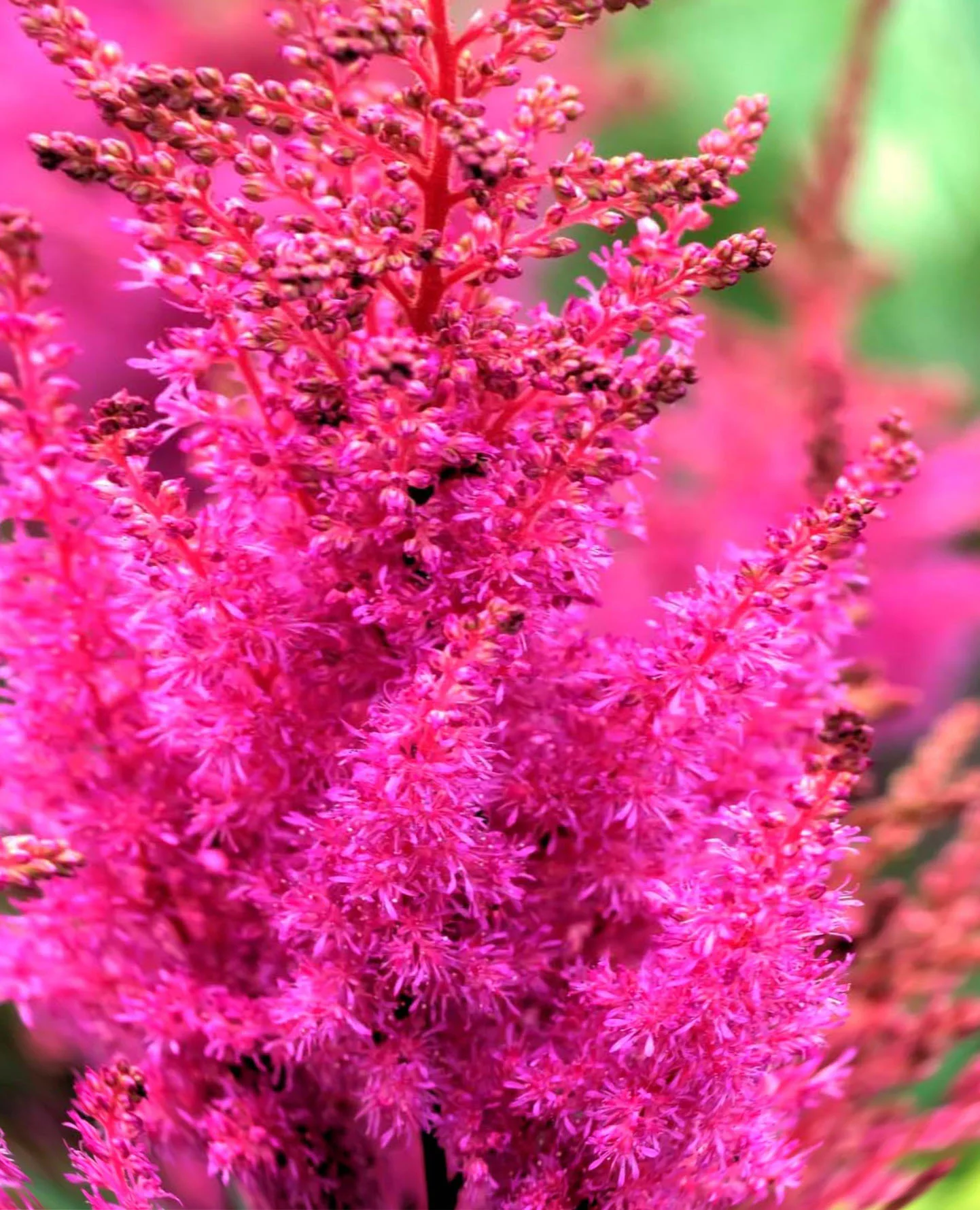 Астильба китайская "Мэгги Дейли"