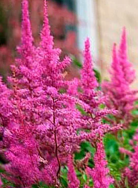 Астильба китайская "Мэгги Дейли" - 2 изображение