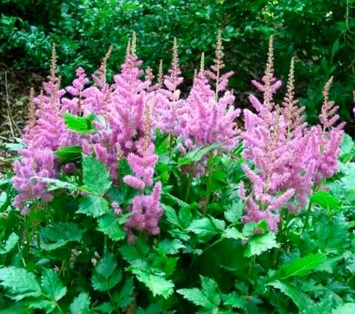 Астильба китайская "Пумила"