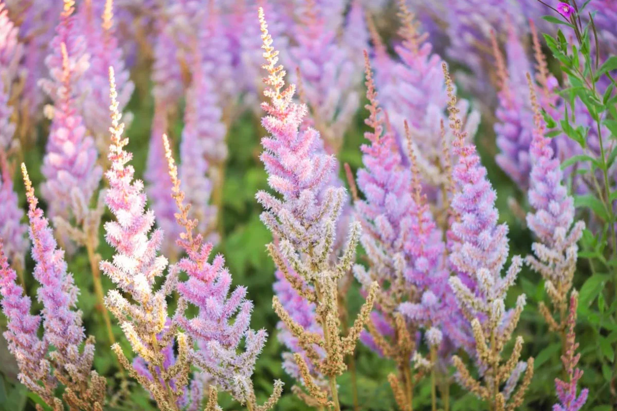 Астильба китайская "Пумила" - 2 изображение