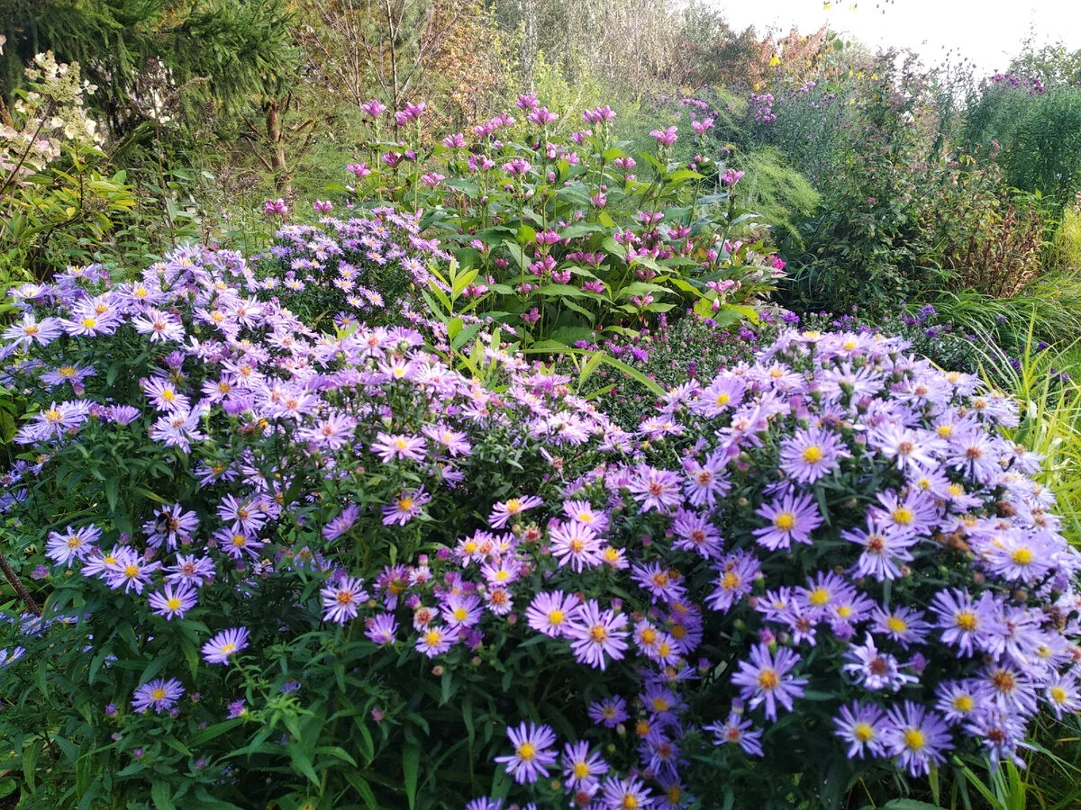 Астра альпийская "Леди ин блю"