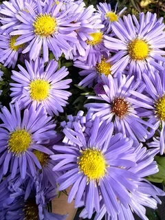 Астра альпийская "Леди ин блю" - 2 изображение