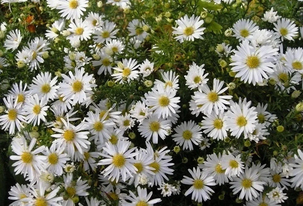 Астра кустарниковая белая