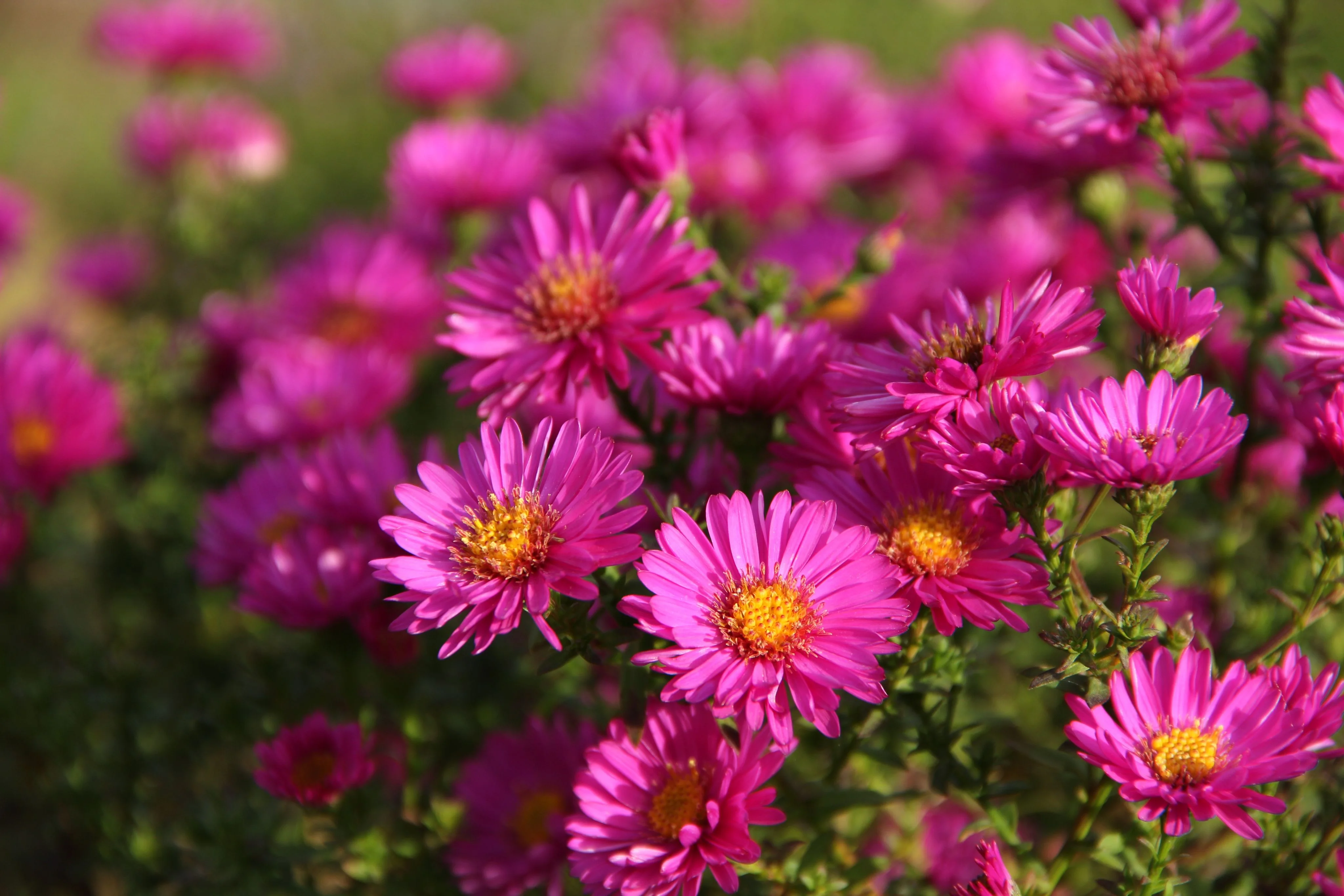 Астра кустарниковая пурпурная